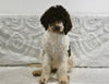 AKC Registered Standard Poodle For Sale Sugarcreek OH Female-Addie