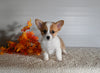 ACA Registered Welsh Corgi For Sale Millersburg OH Female-Alice