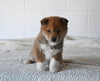 AKC Registered Shiba Inu For Sale Millersburg OH Male-Chip