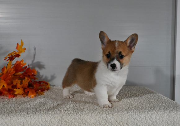 ACA Registered Welsh Corgi For Sale Millersburg OH Female-Scarlett