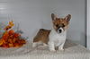 ACA Registered Welsh Corgi For Sale Millersburg OH Female-Scarlett