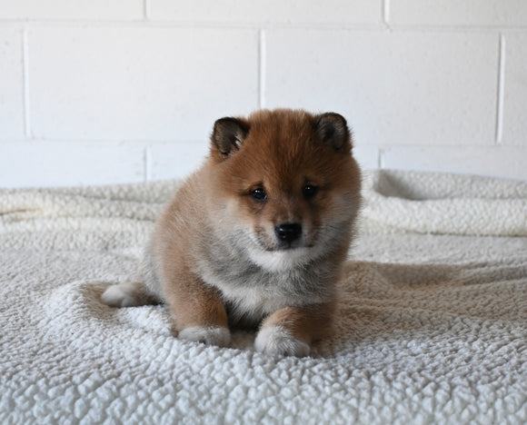 AKC Registered Shiba Inu For Sale Millersburg OH Male-Dale
