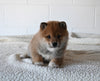 AKC Registered Shiba Inu For Sale Millersburg OH Male-Dale