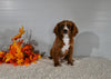 F1B Cavapoo For Sale Baltic OH Male-Dakota