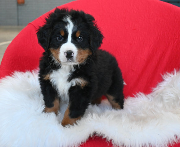 AKC Registered Bernese Mountain Dog For Sale Sugarcreek OH Male-Cooper