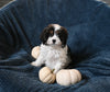 F1 Cavapoo For Sale Sugarcreek OH Male-Teddy