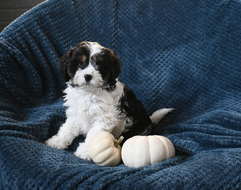 F1 Cavapoo For Sale Sugarcreek OH Male-Teddy