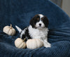 F1 Cavapoo For Sale Sugarcreek OH Male-Teddy