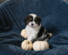 F1 Cavapoo For Sale Sugarcreek OH Male-Theo