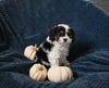 F1 Cavapoo For Sale Sugarcreek OH Male-Theo