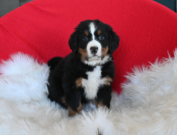 AKC Registered Bernese Mountain Dog For Sale Sugarcreek OH Male-Tucker