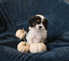 F1 Cavapoo For Sale Sugarcreek OH Male-Theo