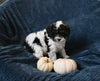 F1 Cavapoo For Sale Sugarcreek OH Male-Ace