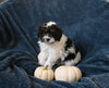 F1 Cavapoo For Sale Sugarcreek OH Male-Ace