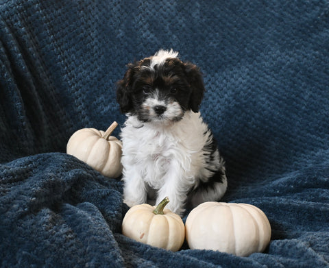 F1 Cavapoo For Sale Sugarcreek OH Male-Ace