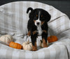 AKC Registered Bernese Mountain Dog For Sale Sugarcreek OH Female-Abby