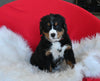 AKC Registered Bernese Mountain Dog For Sale Sugarcreek OH Male-Winston
