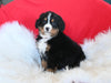 AKC Registered Bernese Mountain Dog For Sale Sugarcreek OH Male-Toby