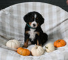 AKC Registered Bernese Mountain Dog For Sale Sugarcreek OH Female-Anika