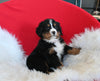 AKC Registered Bernese Mountain Dog For Sale Sugarcreek OH Male-Toby