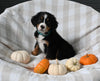 AKC Registered Bernese Mountain Dog For Sale Sugarcreek OH Female-Anika