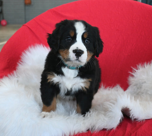 AKC Registered Bernese Mountain Dog For Sale Sugarcreek OH Male-Milo