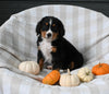 AKC Registered Bernese Mountain Dog For Sale Sugarcreek OH Male-Ashton