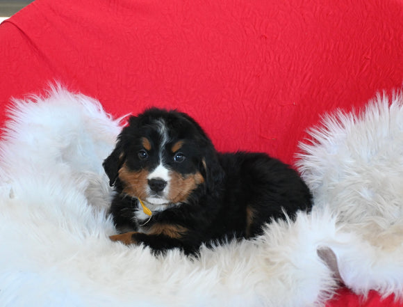 AKC Registered Bernese Mountain Dog For Sale Sugarcreek OH Female-Pansy