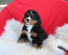 AKC Registered Bernese Mountain Dog For Sale Sugarcreek OH Female-Pansy