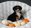 AKC Registered Bernese Mountain Dog For Sale Sugarcreek OH Male-Ashton