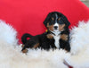AKC Registered Bernese Mountain Dog For Sale Sugarcreek OH Female-Pansy