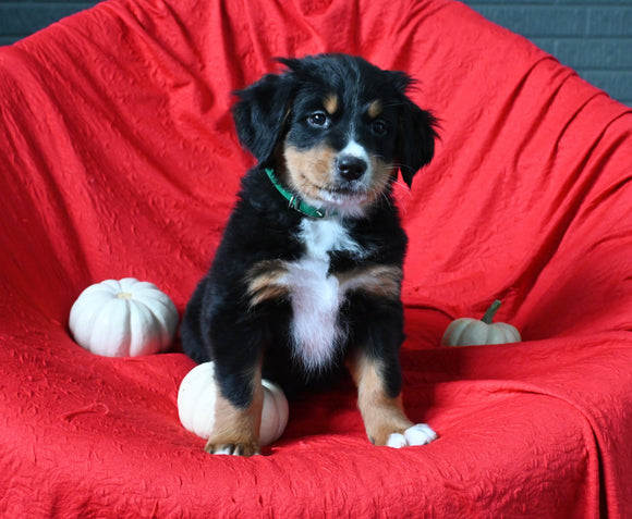 AKC Registered Bernese Mountain Dog For Sale Sugarcreek OH Female-Bella