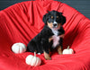 AKC Registered Bernese Mountain Dog For Sale Sugarcreek OH Female-Bella