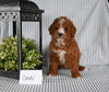 AKC Registered Mini Poodle For Sale Holmesville OH Female-Candy