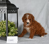 AKC Registered Mini Poodle For Sale Holmesville OH Female-Candy