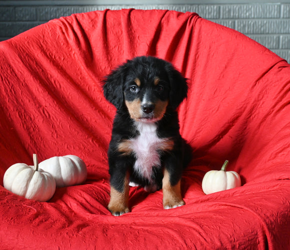 AKC Registered Bernese Mountain Dog For Sale Sugarcreek OH Female-Angie