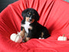 AKC Registered Bernese Mountain Dog For Sale Sugarcreek OH Female-Angie