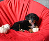 AKC Registered Bernese Mountain Dog For Sale Sugarcreek OH Female-Angie