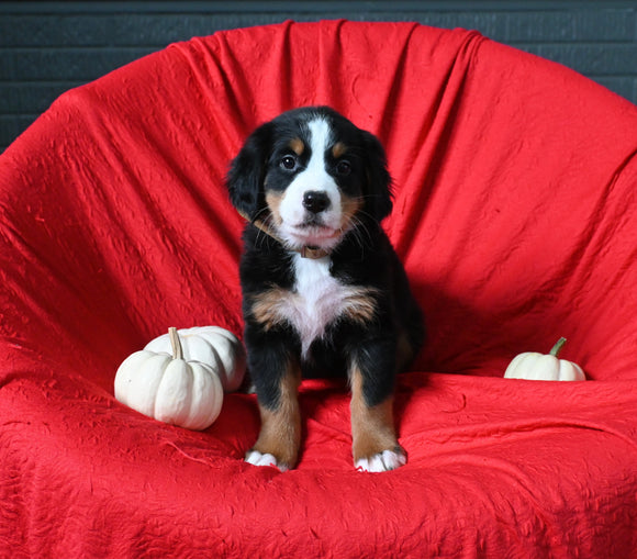 AKC Registered Bernese Mountain Dog For Sale Sugarcreek OH Female-Amber