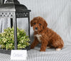 AKC Registered Mini Poodle For Sale Holmesville OH Female-Cassie