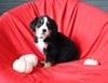 AKC Registered Bernese Mountain Dog For Sale Sugarcreek OH Female-Amber