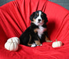 AKC Registered Bernese Mountain Dog For Sale Sugarcreek OH Female-Amber