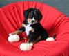 AKC Registered Bernese Mountain Dog For Sale Sugarcreek OH Male-Avery