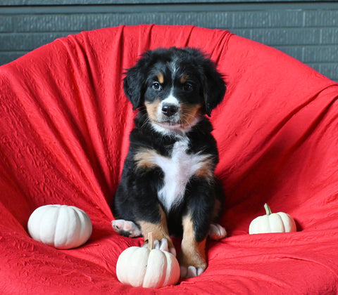 AKC Registered Bernese Mountain Dog For Sale Sugarcreek OH Male-Avery