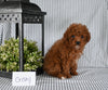 AKC Registered Mini Poodle For Sale Holmesville OH Female-Cristy