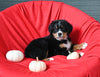 AKC Registered Bernese Mountain Dog For Sale Sugarcreek OH Male-Avery