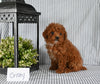 AKC Registered Mini Poodle For Sale Holmesville OH Female-Cristy
