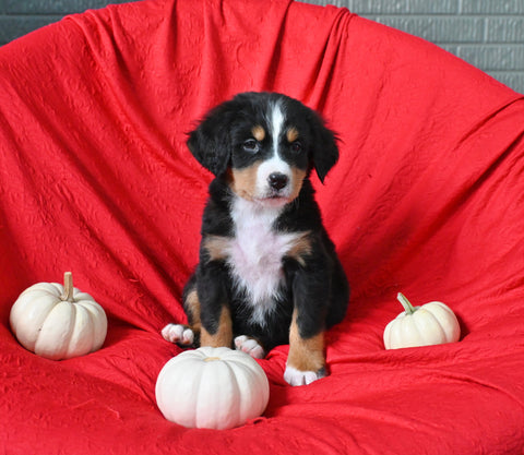 AKC Registered Bernese Mountain Dog For Sale Sugarcreek OH Male-Benny