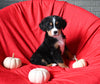 AKC Registered Bernese Mountain Dog For Sale Sugarcreek OH Male-Benny