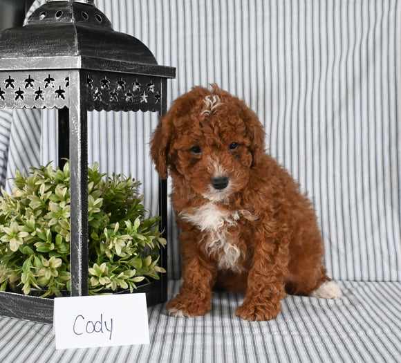 AKC Registered Mini Poodle For Sale Holmesville OH Male-Cody